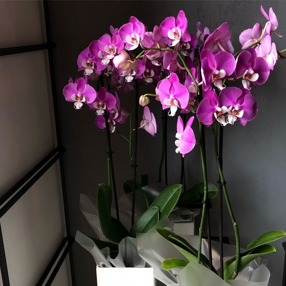 Где Купить Саженцы Орхидей Недорого